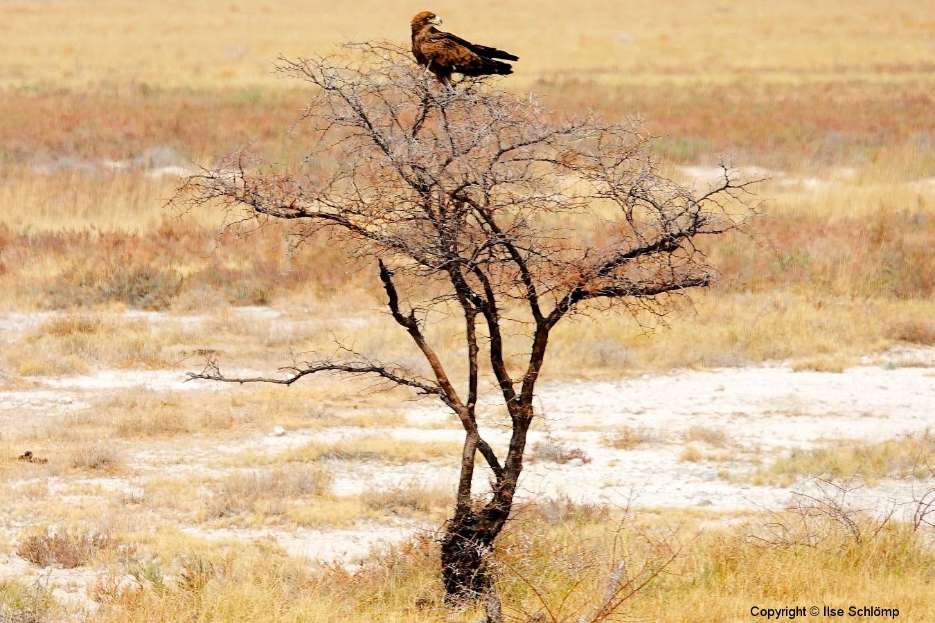 Namibia, Etosha Nationalpark, Raubvogel