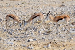 Namibia, Etosha Nationalpark, Springböcke