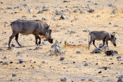 Namibia, Etosha Nationalpark, Warzenschweine