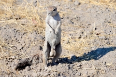 Namibia, Etosha Nationalpark, Borstenhörnchen