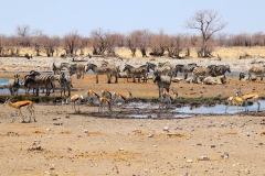Namibia, Etosha Nationalpark