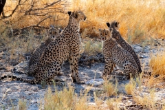 Namibia, Etosha Nationalpark, Gepardenfamilie