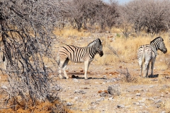 Namibia, Etosha Nationalpark
