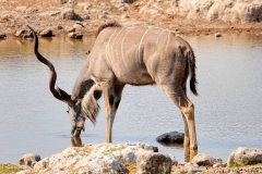 Namibia, Etosha Nationalpark, Großer Kudu