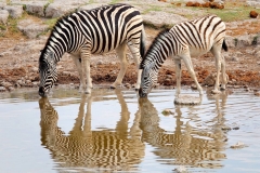 Namibia, Etosha Nationalpark, Wasserspiegelung