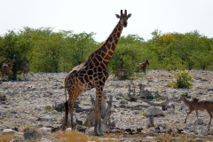 Namibia-Etosha-NP
