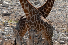 Namibia-Etosha-NP