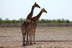 Namibia-Etosha-NP