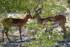 Namibia-Etosha-NP-Impala