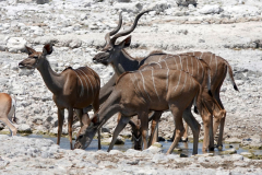 Namibia-Etosha-NP-Großer-Kudu