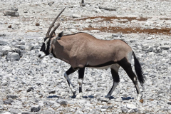 Namibia-Etosha-NP-Oryx