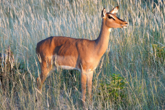 Namibia-Etosha-NP-Impala