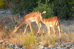 Namibia-Etosha-NP-Impala