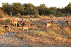 Namibia-Etosha-NP-Impala