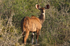 Namibia-Etosha-NP-Großer-Kudu