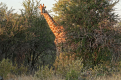 Namibia-Etosha-NP