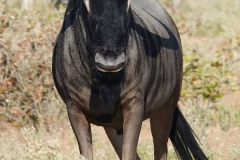 Namibia-Etosha-NP-Streifengnu