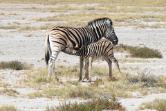 Namibia-Etosha-NP
