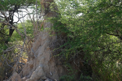 Namibia-Etosha-NP-Termitenhügel