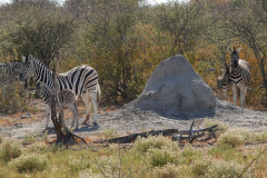 Namibia-Etosha-NP-Termitenhügel