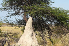 Namibia-Etosha-NP-Termitenhügel