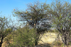 Namibia-Etosha-NP-Webervogelnester
