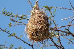 Namibia-Etosha-NP-Webervogelnest