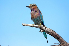 Namibia-Etosha-NP-Gabelracke