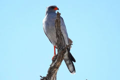 Namibia-Etosha-NP-Graubürzel-Singhabicht