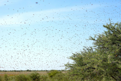 Namibia-Etosha-NP-Bienenschwarm