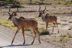 Namibia-Etosha-NP-Großer-Kudu