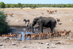 Namibia-Etosha-NP