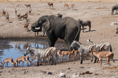 Namibia-Etosha-NP