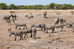 Namibia-Etosha-NP