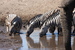 Namibia-Etosha-NP