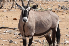 Namibia-Etosha-NP-Oryx