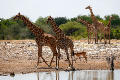 Namibia-Etosha-NP