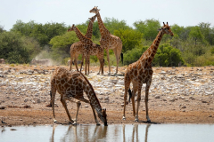 Namibia-Etosha-NP
