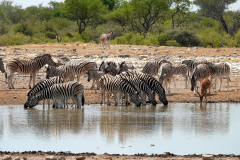 Namibia-Etosha-NP