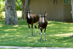 Namibia-Mokuti-Etosha-Lodge-Blessböcke