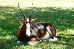 Namibia-Mokuti-Etosha-Lodge-Blessbock