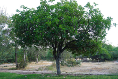 Namibia-Mokuti-Etosha-Lodge-Leberwurstbaum