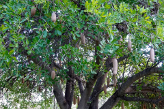 Namibia-Mokuti-Etosha-Lodge-Leberwurstbaum