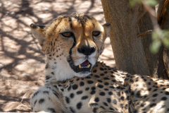 Namibia, Keetmanshoop, Gepard
