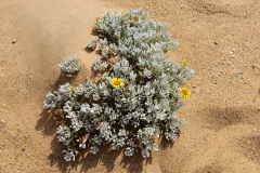 Namibia, Kolmannskuppe