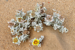 Namibia, Kolmannskuppe