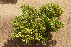 Namibia, Kolmannskuppe