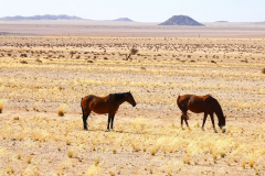 Namibia, Garub, Wüstenpferde