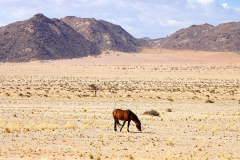Namibia, Garub, Wüstenpferd