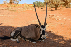 Namibia, Sossusvlei, Oryx